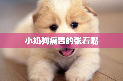 小奶狗痛苦的張著嘴