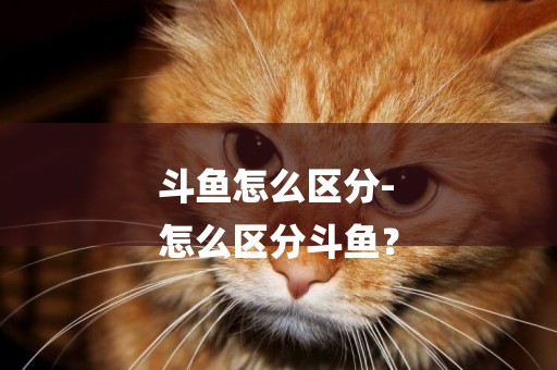 斗魚怎么區分-
怎么區分斗魚？