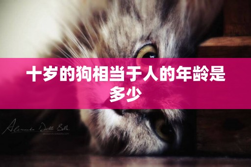 十歲的狗相當于人的年齡是多少