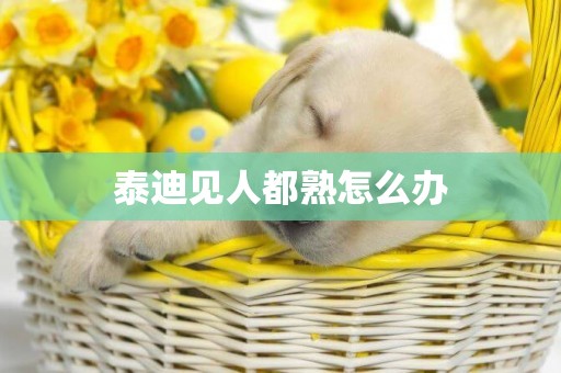 泰迪見人都熟怎么辦