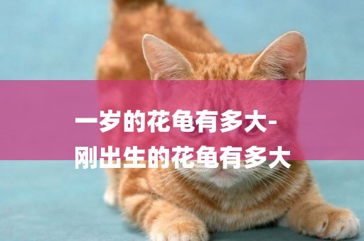 一歲的花龜有多大-
剛出生的花龜有多大