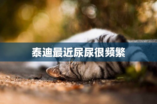 泰迪最近尿尿很頻繁
