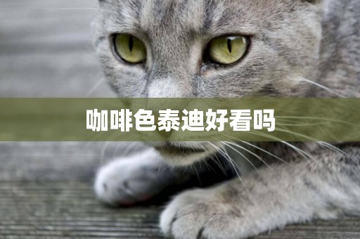 咖啡色泰迪好看嗎