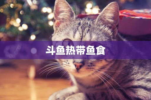 斗魚熱帶魚食