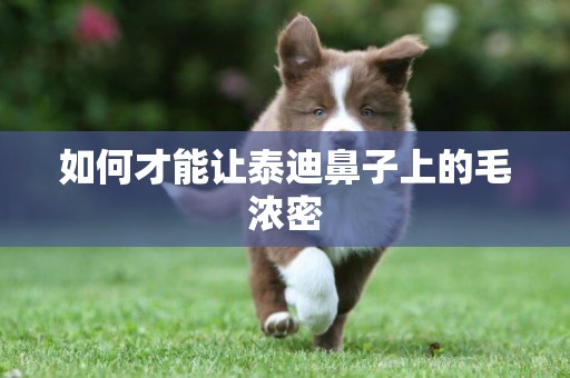 如何才能讓泰迪鼻子上的毛濃密