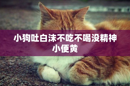 小狗吐白沫不吃不喝沒精神小便黃