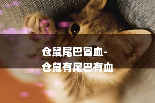 倉鼠尾巴冒血-
倉鼠有尾巴有血