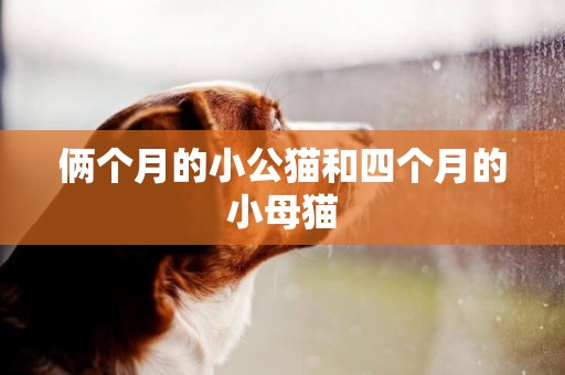 倆個月的小公貓和四個月的小母貓