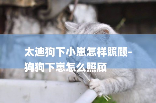 太迪狗下小崽怎樣照顧-
狗狗下崽怎么照顧