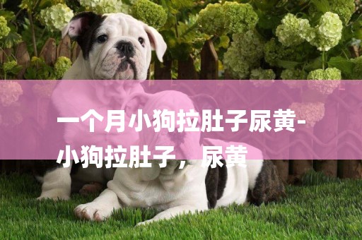 一個月小狗拉肚子尿黃-
小狗拉肚子，尿黃