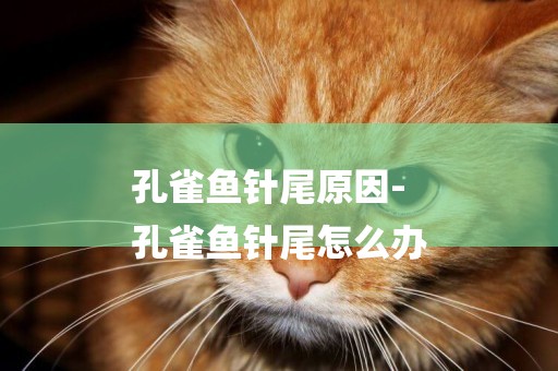 孔雀魚針尾原因-
孔雀魚針尾怎么辦