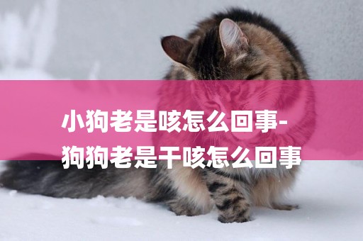 小狗老是咳怎么回事-
狗狗老是干咳怎么回事