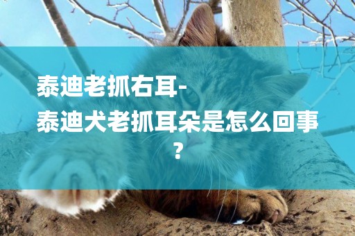 泰迪老抓右耳-
泰迪犬老抓耳朵是怎么回事?