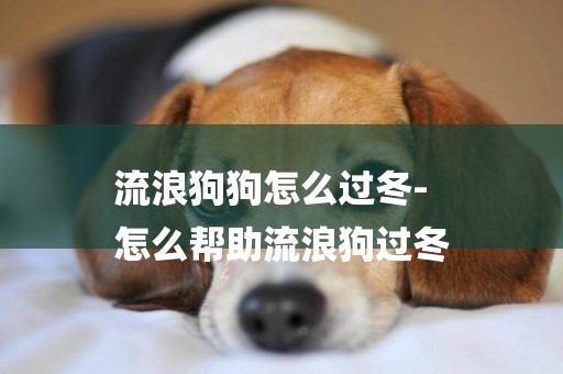 流浪狗狗怎么過冬-
怎么幫助流浪狗過冬