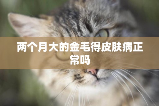 兩個月大的金毛得皮膚病正常嗎