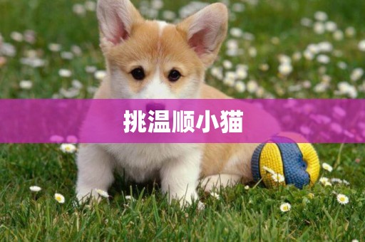 挑溫順小貓