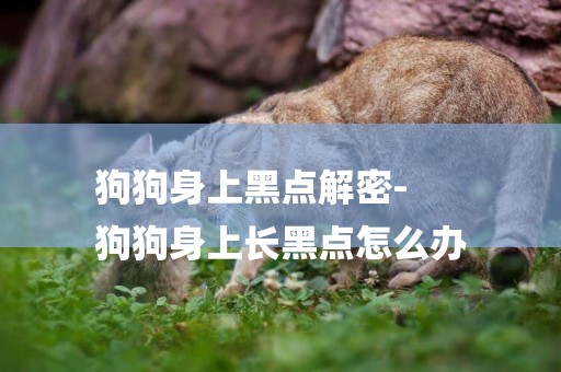 狗狗身上黑點解密-
狗狗身上長黑點怎么辦