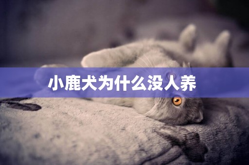 小鹿犬為什么沒人養 