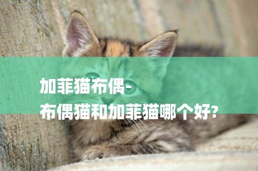 加菲貓布偶-
布偶貓和加菲貓哪個好?