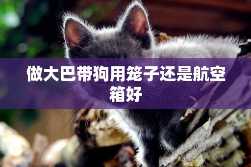 做大巴帶狗用籠子還是航空箱好