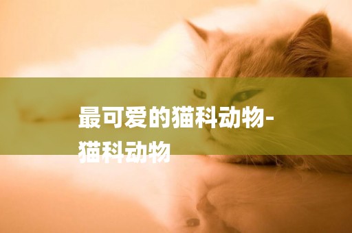 最可愛的貓科動物-
貓科動物