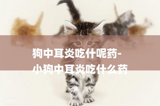 狗中耳炎吃什呢藥-
小狗中耳炎吃什么藥