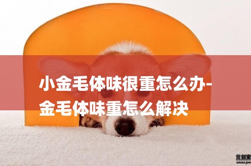 小金毛體味很重怎么辦-
金毛體味重怎么解決
