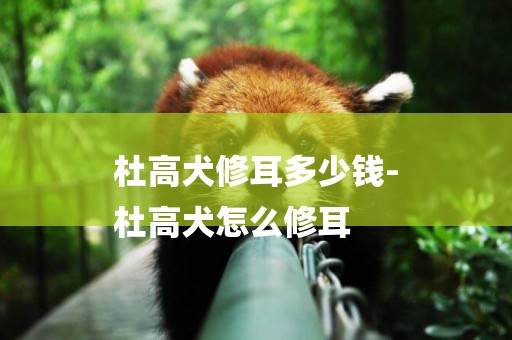 杜高犬修耳多少錢-
杜高犬怎么修耳