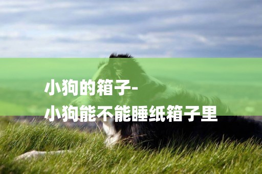 小狗的箱子-
小狗能不能睡紙箱子里