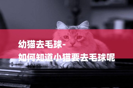 幼貓去毛球-
如何知道小貓要去毛球呢