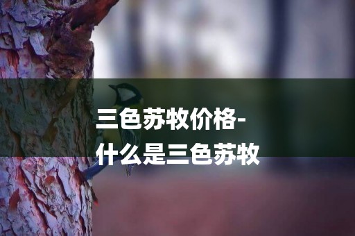三色蘇牧價格-
什么是三色蘇牧