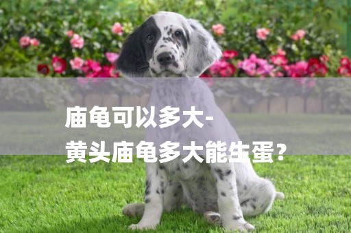 廟龜可以多大-
黃頭廟龜多大能生蛋？