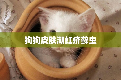 狗狗皮膚潮紅疥蘚蟲