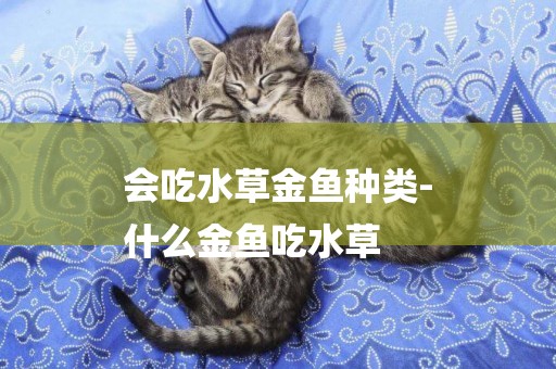 會吃水草金魚種類-
什么金魚吃水草