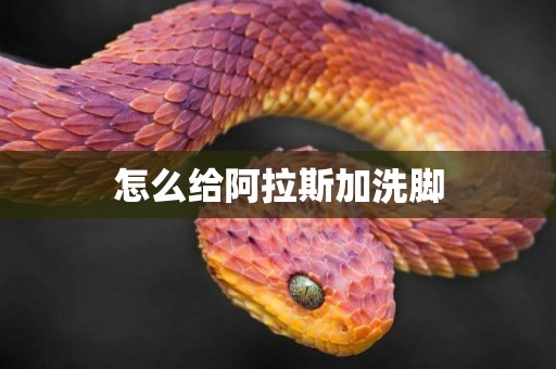 怎么給阿拉斯加洗腳