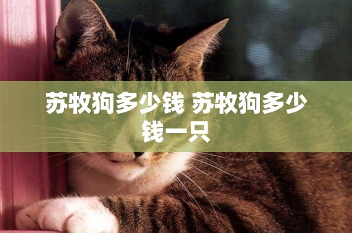 蘇牧狗多少錢 蘇牧狗多少錢一只