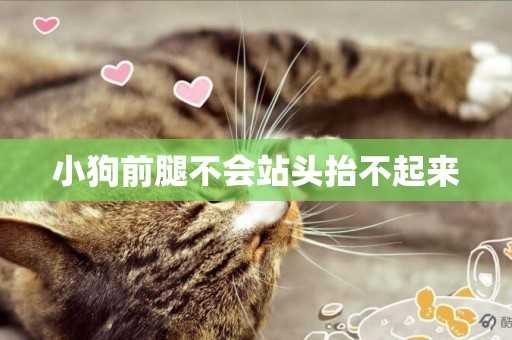 小狗前腿不會站頭抬不起來