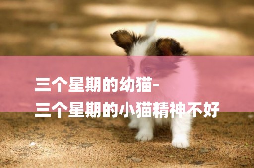 三個星期的幼貓-
三個星期的小貓精神不好