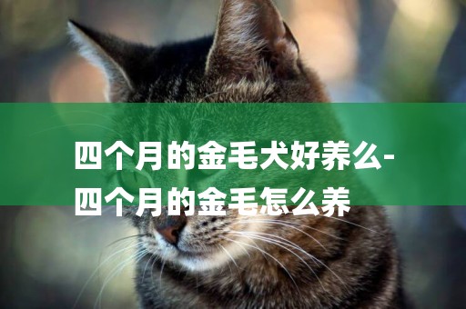 四個月的金毛犬好養么-
四個月的金毛怎么養