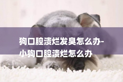 狗口腔潰爛發臭怎么辦-
小狗口腔潰爛怎么辦