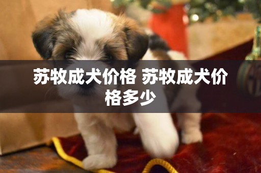 蘇牧成犬價格 蘇牧成犬價格多少