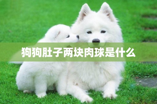 狗狗肚子兩塊肉球是什么