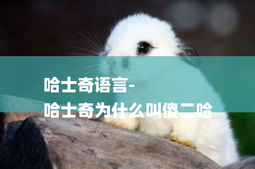 哈士奇語言-
哈士奇為什么叫傻二哈