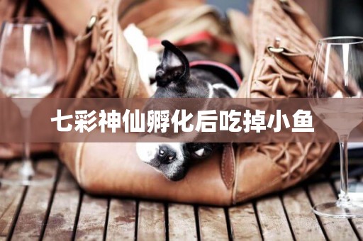 七彩神仙孵化后吃掉小魚