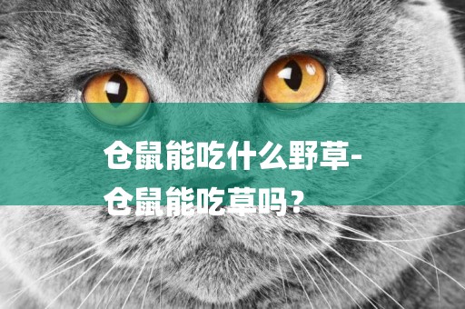 倉鼠能吃什么野草-
倉鼠能吃草嗎？