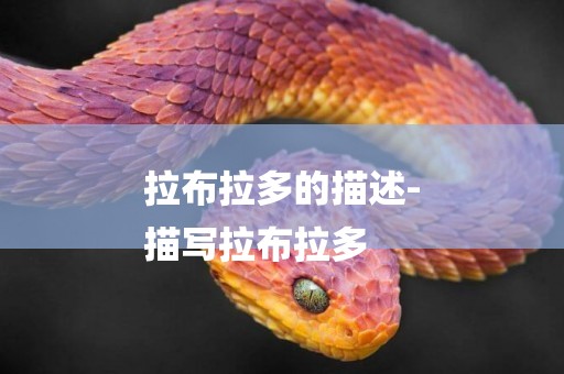 拉布拉多的描述-
描寫拉布拉多