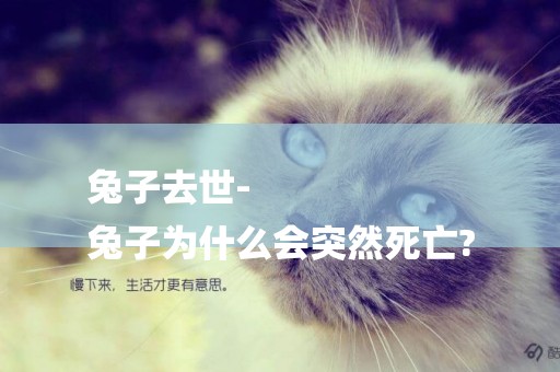 兔子去世-
兔子為什么會突然死亡?