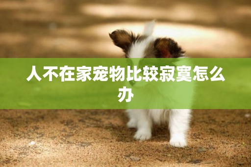 人不在家寵物比較寂寞怎么辦