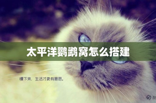 太平洋鸚鵡窩怎么搭建