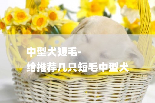 中型犬短毛-
給推薦幾只短毛中型犬